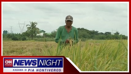 Pagtatakda ng presyo ng bigas mula sa palayan