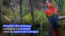 Comme au temps d'Escobar, les narcos équatoriens veulent leur zoo à domicile