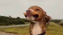 Adorable puppy braves Storm Babet winds as rain lashes Aberdeen