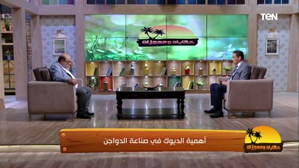 أهمية الديوك في صناعة الدواجن مع د. مصطفى بسطامي أستاذ أمراض الدواجن | حكايات ومعجزات