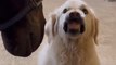 Dog Shows Their Teeth to Horse Repeatedly to Scare Them