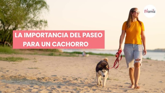 Primeros paseos de un cachorro tips para que salga todo a pedir de pata
