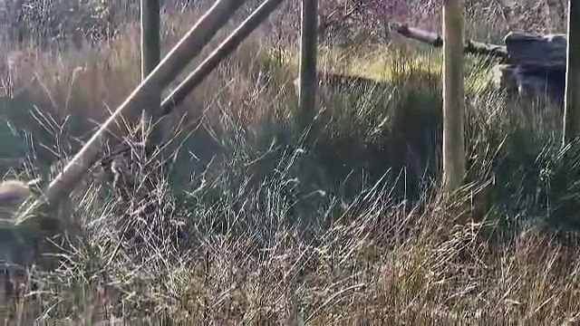 Baby Barbary macaque monkey plays with its family at Wild Ireland