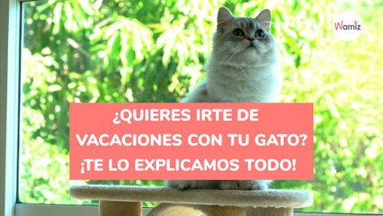 ¿Quieres irte de vacaciones con tu gato