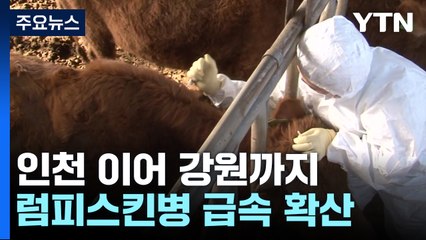 럼피스킨병 내륙으로 확산...인천 이어 강원까지 뚫렸다 / YTN