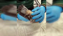 TMO'daki patlamada yaralanan güvercinler doğaya salındı