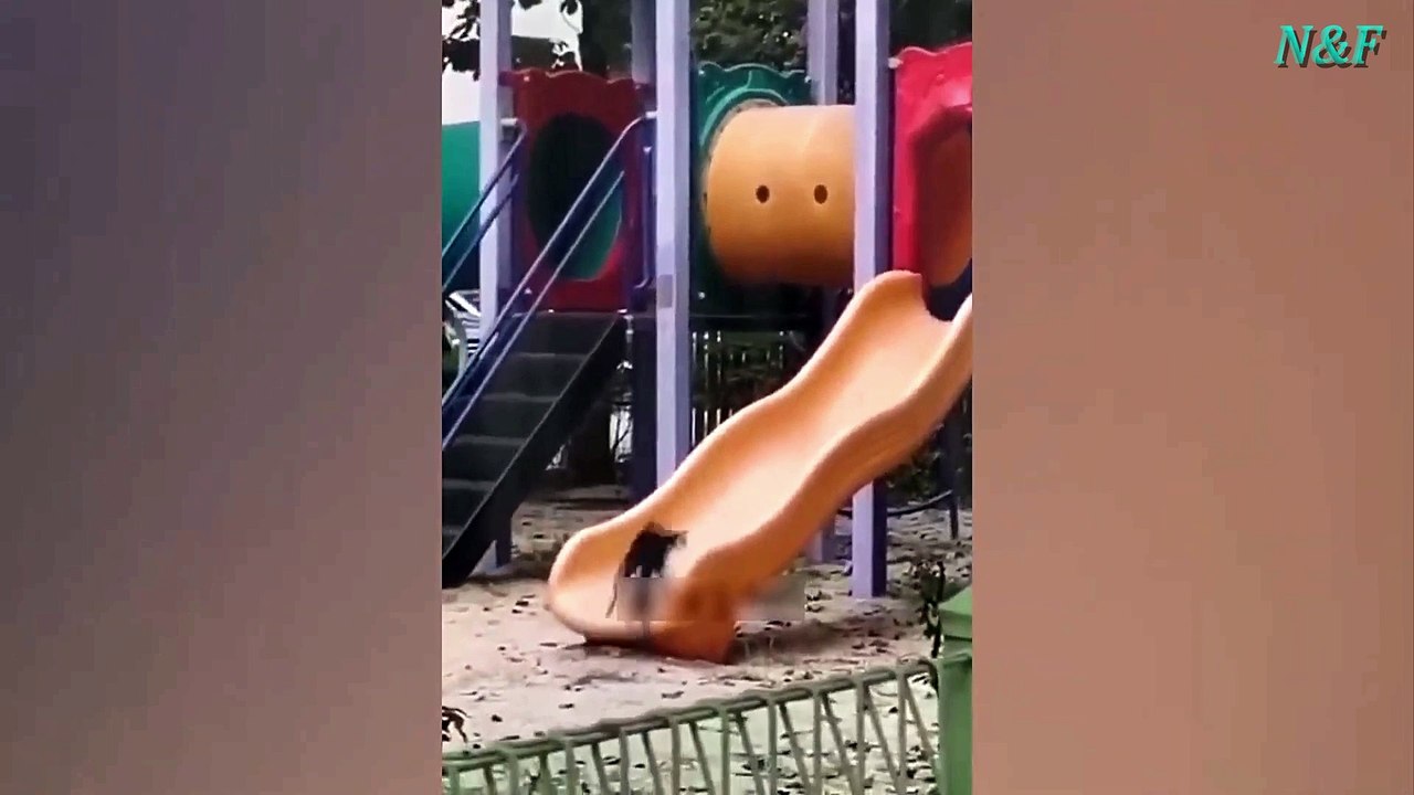 Funniest Cats Videos, The Siliest, Cutest And Funniest Cats 32