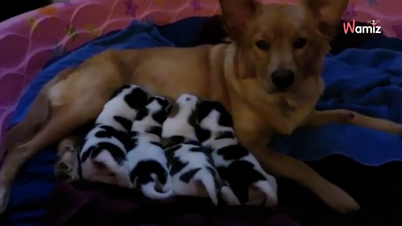 Wunder der Natur: Schwangere Hündin bringt kleine Kühe zur Welt!