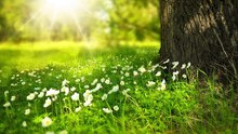 NATURE MUSIC
