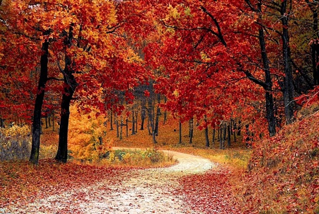 AUTUMN MUSIC