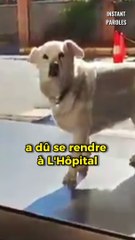 Cette chienne attend son propriétaire devant l’hôpital