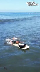 Sammy the Surfing Seal Rides the Waves || Best of Internet