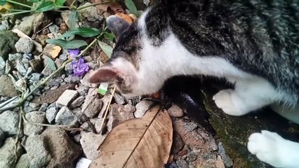 Kucing mengejar ikan yang naik ke darat