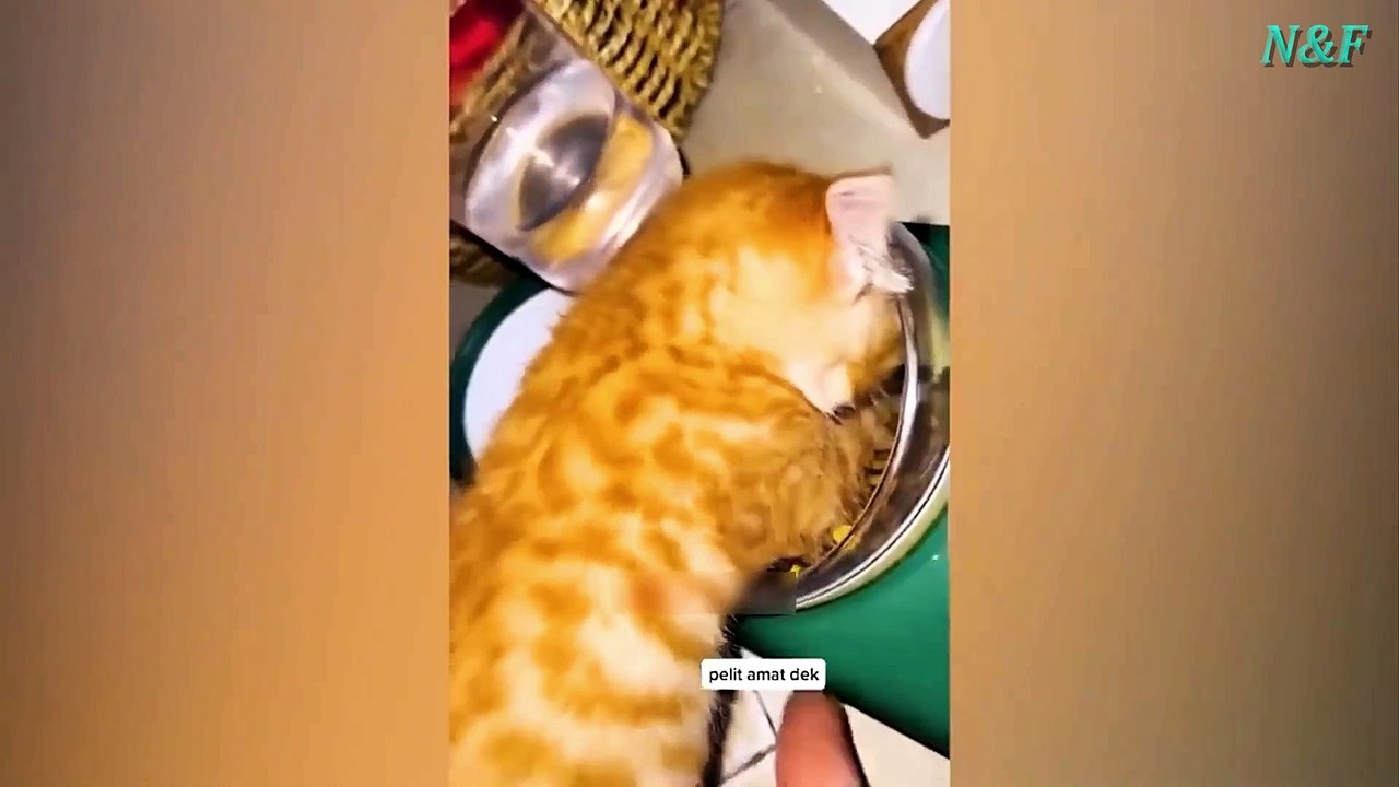 Funniest Cats Videos, The Siliest, Cutest And Funniest Cats 33