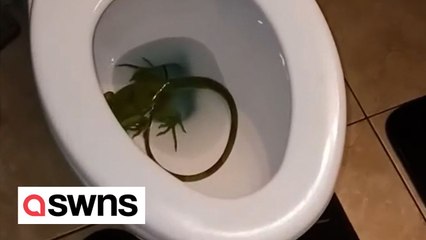 Man wakes up to find live IGUANA in his toilet