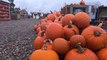 Avon Valley Country Park’s Spook-tastic season: The countries largest pick your own pumpkin farm
