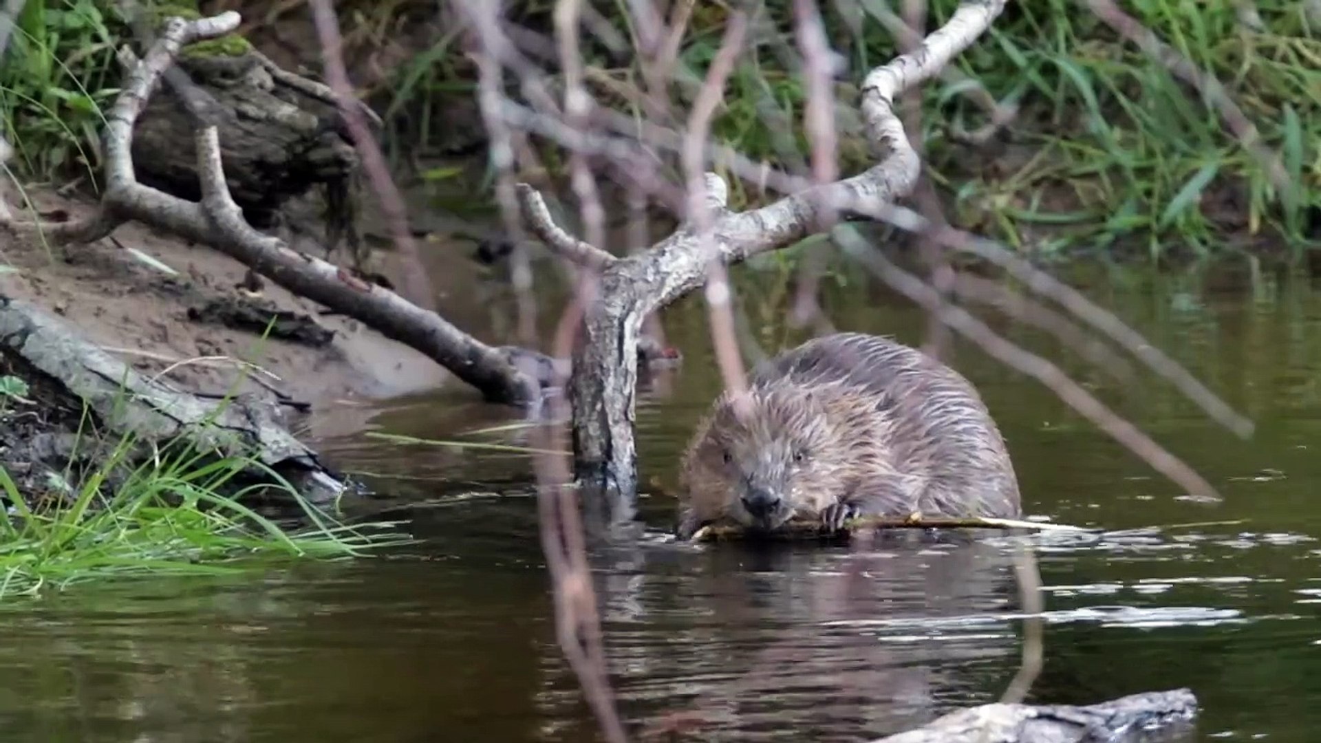 ⁣Beaver release