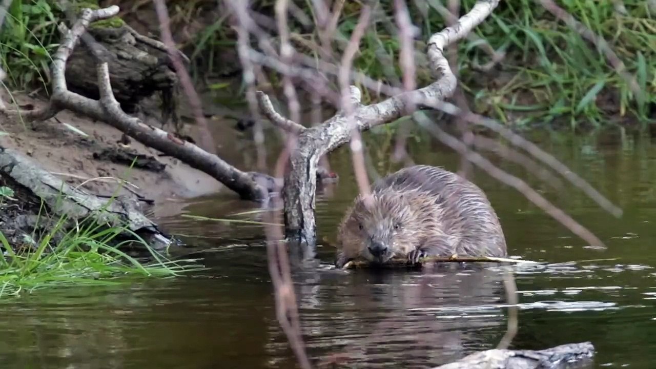 Beaver release