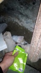 Rescued kittens with their sibling and Mom