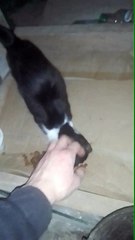 Little Kitty wants to be petted