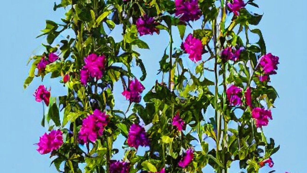 10 Low-Maintenance Garden Plants - Ideal choices for busy gardeners