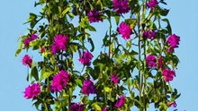 10 Low-Maintenance Garden Plants - Ideal choices for busy gardeners