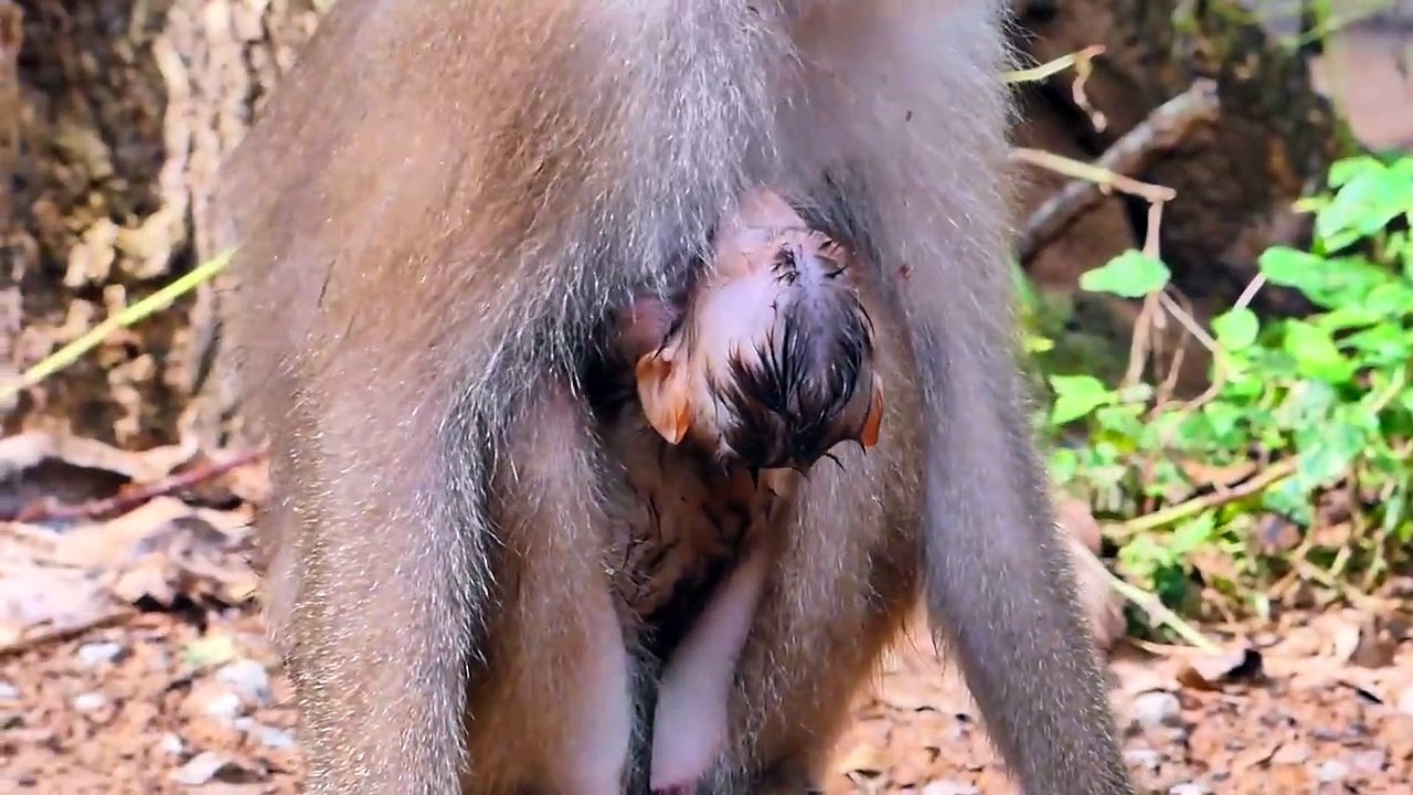 Little baby got warning beat crying
