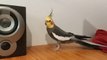 Cockatiel Responds Hilariously When Owner Plays Bird Sounds on Speaker