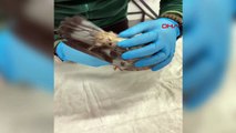 TMO'da meydana gelen patlamada yaralanan güvercinler sağlıklarına kavuştu