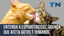 Entenda a esporotricose, doença que afeta gatos e humanos