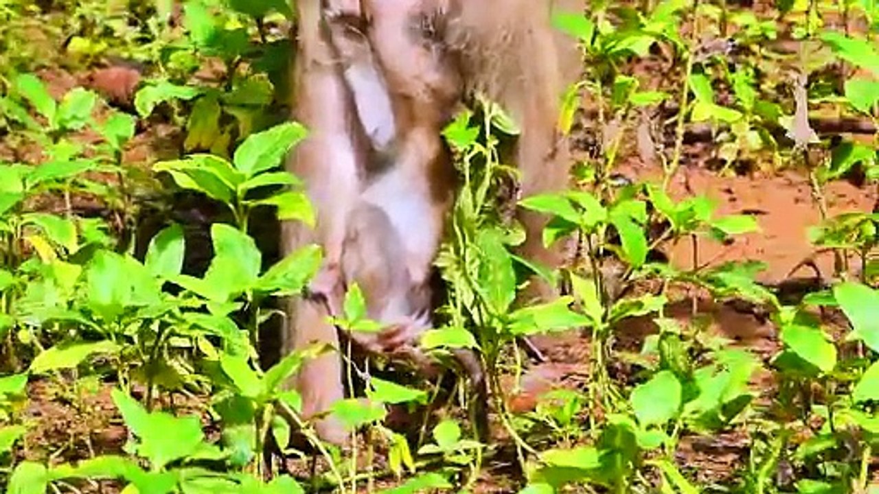 Mommy and newborn baby fall down from