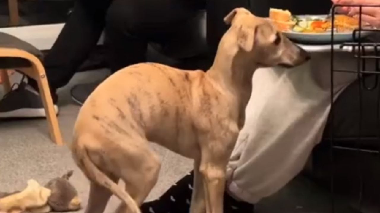 Slick puppy wastes no time stealing piece of bread that his owner accidentally dropped