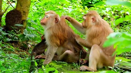 Newborn crying seizures by angry mom