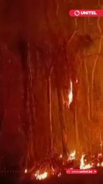 Más de 600 familias del área rural y urbana perdieron sus cultivos agrarios y frutales a causa de los incendios que consumieron alrededor de 300 hectáreas de tierras productivas en el municipio de Guanay, norte del departamento de La Paz