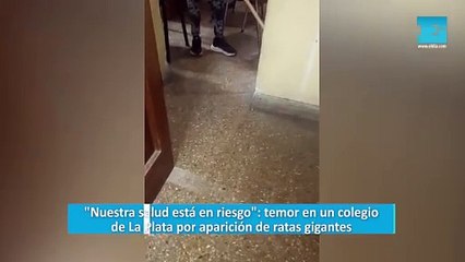 "Nuestra salud está en riesgo": temor en un colegio de La Plata por aparición de ratas gigantes