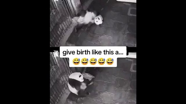 Voila comment se passe la naissance des pandas