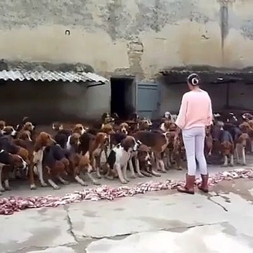 Elle maitrise 50 chiens de chasse... Incroyable
