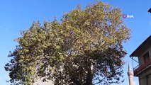 Tokat'ın simgesi olan Çınar ağacı geçmişte darağacı olarak kullanıldı