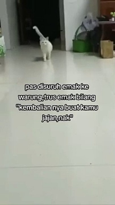 Kelakuan kucing