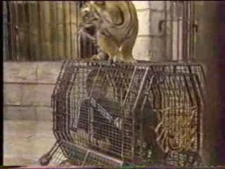 Olivier Minne - Cage aux Tigres