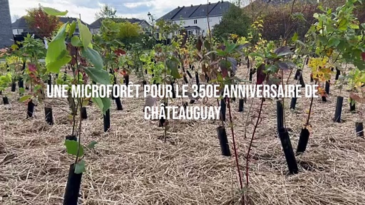 Une microforêt en milieu urbain à Châteauguay