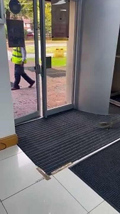 Body Slamming Squirrel Struggles With Doors