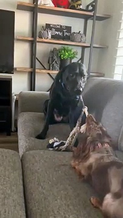 Pulling His Weight and His Friends Too