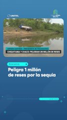 Peligra 1 millón de reses por la sequía