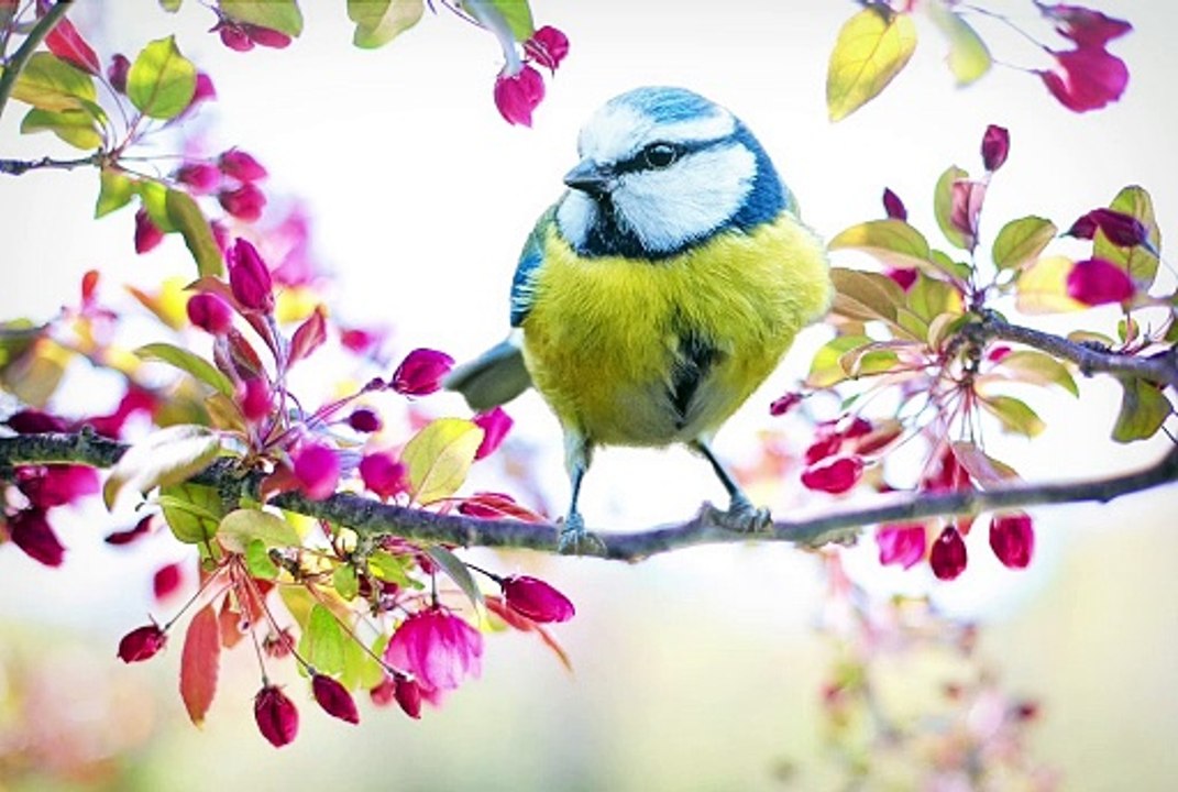 SPRING MUSIC