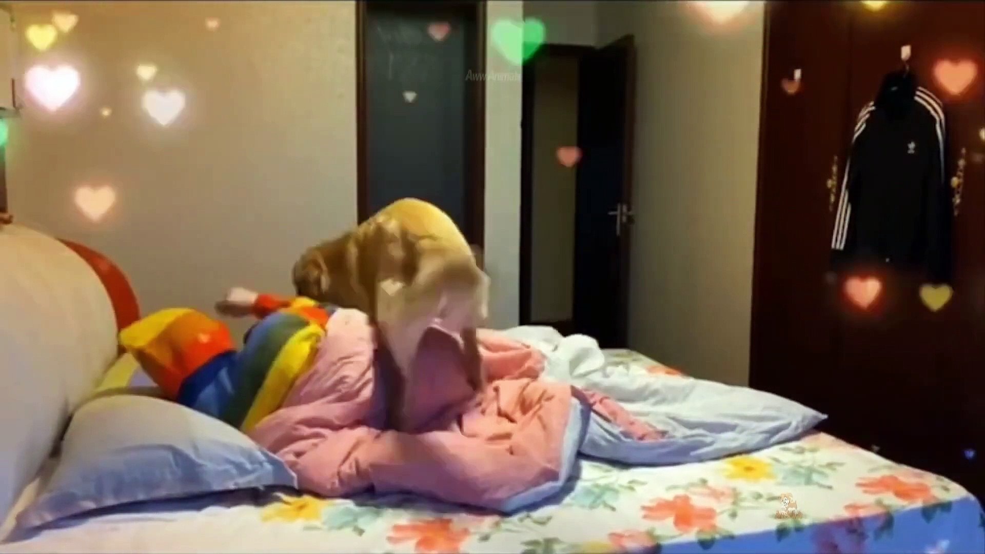 Cute Pets And Funny Animals Compilation