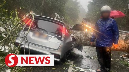 Woman in moving car crushed to death by falling tree