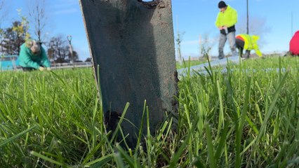 650 trees have been planted along the Coast Road to reduce noise and air pollution