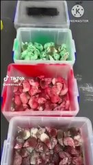 Filistin'e destek için McDonald's şubesine yüzlerce canlı fare bıraktılar