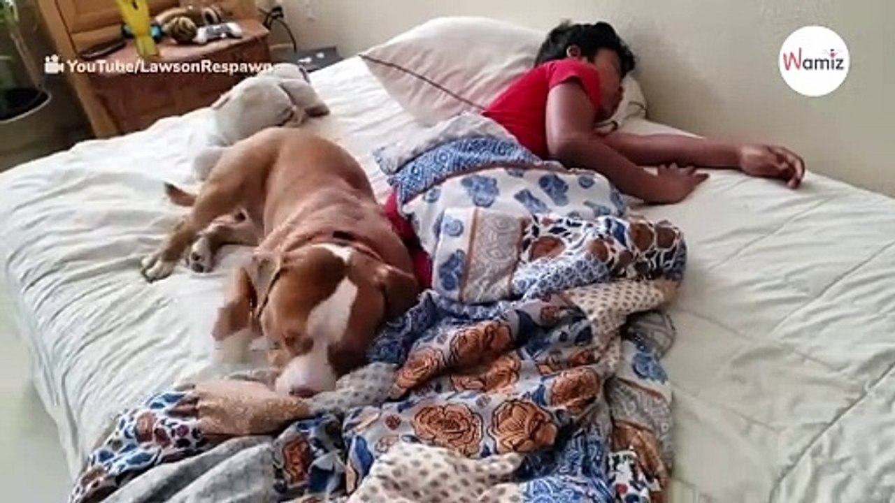 Pitbull hütet schlafendes Kind: Plötzlich geht die Zimmertür auf (Video)